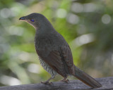 Satin Bowerbird