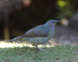 Satin Bowerbird