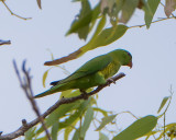 Scaly-breasted Parrot
