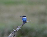 Forest Kingfisher