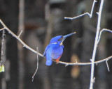 Azure Kingfisher