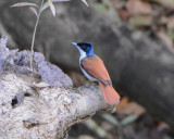 Shining Flycatcher