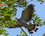 topknot Pigeon