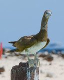 Brown Booby