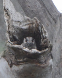 Australian Owlet-Nightjar