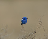 White-winged Fairywren