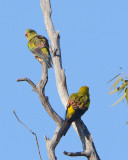 Regent Parrots