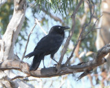 Australian Raven