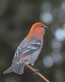 Pine Grosbeak 