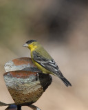 Lesser Goldfinch 