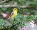 American Goldfinch