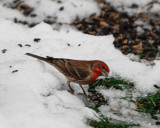 House Finch