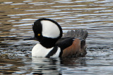 Hooded Merganser