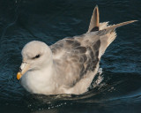 Northern Fulmar