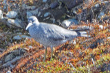 Wandering Tattler