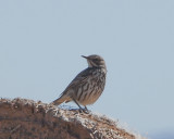 Sage thrasher