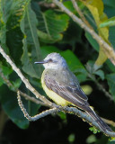 Tropical Kingbird