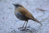 Blackbilled Nightingale-Thrush