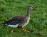 Greater White-fronted Goose