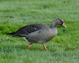 Greater White-fronted Goose