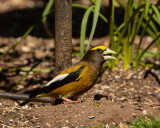 Evening Grosbeak