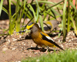 Evening Grosbeak