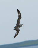 Northern Fulmar