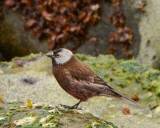 Gray-crowned Rosy-Finch