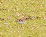 Long-toed Stint