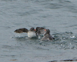 Parakeet Auklets