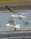 Red-legged Kittiwakes