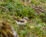 Northern Wheatear