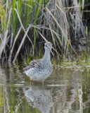 Greater Yellowlegs