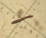 Sporidesmium larvatum a hyphomycete on dead attached yew branch 100AcreWood May-13 HW.jpg