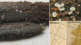 Micropodia pteridina on dead bracken base 100AcreWood May-13 HW.jpg