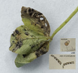 Cymadothea trifolii on clover Clipstone Aug-13.jpg