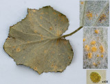 Coleosporium tussilaginis rust on Coltsfoot Clipstone Aug-13.jpg