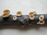 Schizophyllum amplum on oak IdleValleyNR Oct-13 HW.jpg
