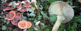 Armillaria ostoyae on stump Shireoaks 10-2013 HW m.jpg