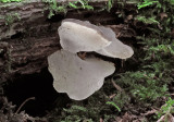 Pseudohydnum gelatinosum on conifer  BestwoodCP Oct-13.jpg