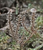 Dendrocollybia racemosa Bestwood CP Nov-13.jpg
