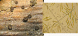 Cryptodiscus libertianus var rosarum on dead bramble stem CarltonWood Feb-14 HW m.jpg