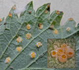 Puccinia urticata on Urtica dioica RuffordCP May--14 HW m.jpg