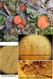 Scutellinia trechispora GamstonWood Jul-14 HW m.jpg