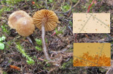 Naucoria scolecina LangoldCP Oct-14 HW s.jpg