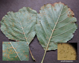 Melampsora laricis-populina on aspen leaf Worksop Nov-14 HW m.jpg