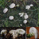 Tricholomella constricta Hucknall lawn May-14 AW s.jpg