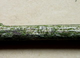 Diplodia melaena 2015-5-24 001 coelomycete on spindle twig Carlton Wood NNotts HW.jpg