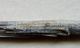 Leptosphaeria ogilviensis 2015-5-16 001 on dead ragwort stem Ransom Wood Notts.jpg