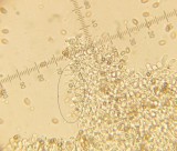 Kuehneromyces leucolepidotus 003 lageniform cheilocystidia with blunt necks 17-25 x 6.5-8 microns 2015-8-11.jpg